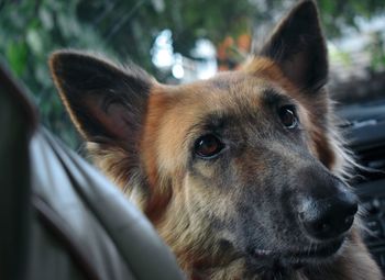 Close-up of dog looking away