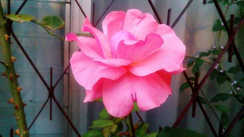 Close-up of pink flower plant
