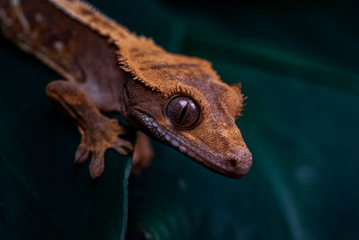 Close-up of lizard