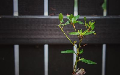 Close-up of ivy growing outdoors