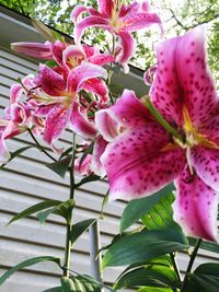 Close-up of pink flowers