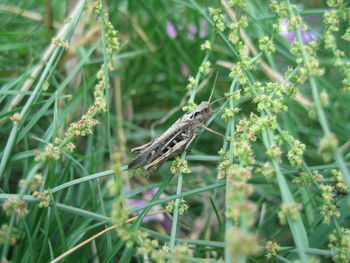 Close-up of butterfly on flower