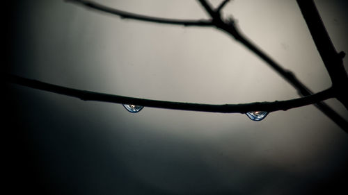 Close-up of water drops on leaf