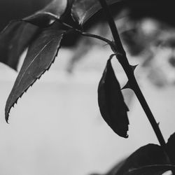 Low angle view of leaves against sky