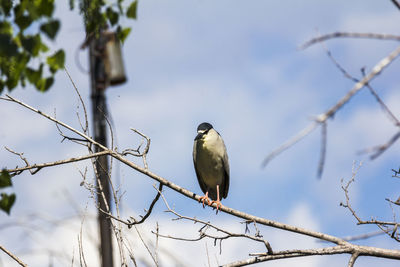 Bird perching on branch