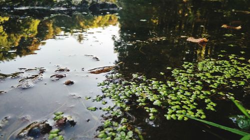 High angle view of leaves floating on lake