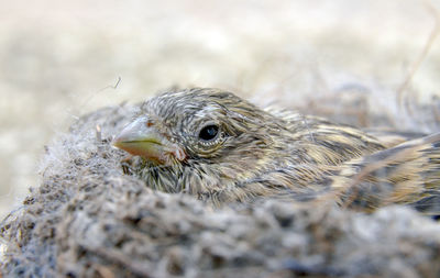 Close-up of bird