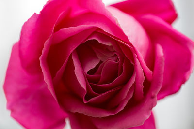 Close-up of pink rose