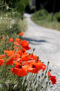 Close-up of orange flowers blooming outdoors