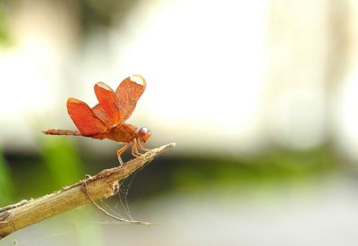 Close-up of insect on plant