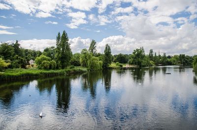 Bird flying over calm lake