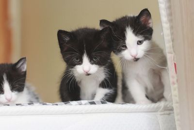 Close-up of cats kitten