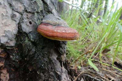 Close-up of lizard on tree trunk