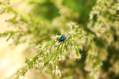 Close-up of insect on purple flower