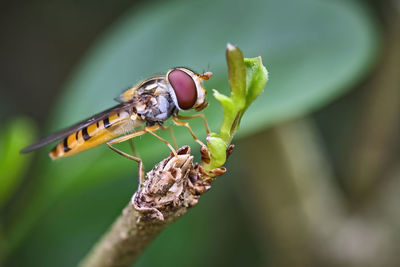 Close-up of insect on leaf