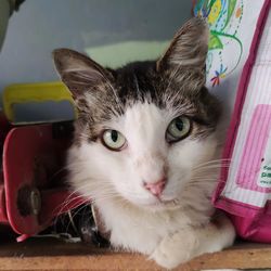 Close-up portrait of cat at home