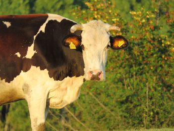 Cow in a field