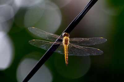 Close-up of damselfly on leaf