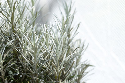 Close-up of fresh green plants