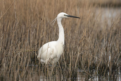 Gray heron in lake