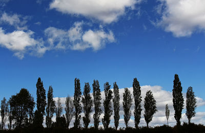 Low angle view of trees on field against sky