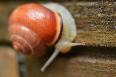 snails and slugs