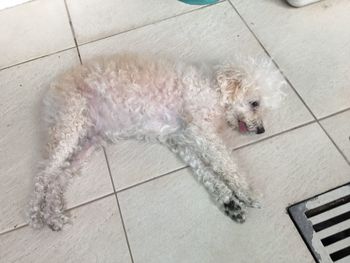 High angle view of dog lying on floor