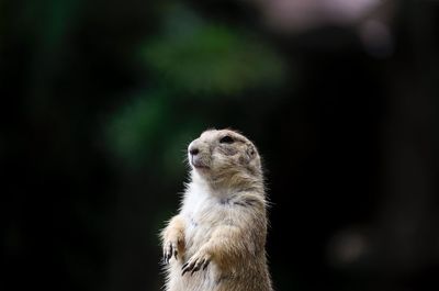 Close-up of meerkat outdoors