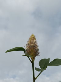 Close-up of flowering plant against sky