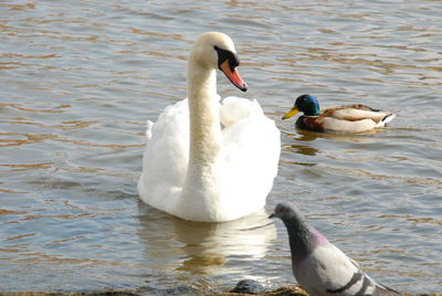 Birds in calm lake