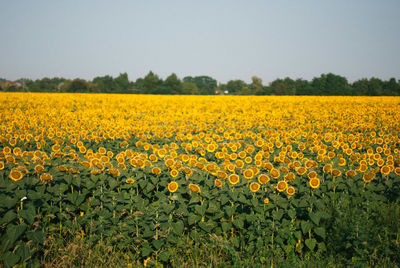 Scenic view of yellow flower field against sky