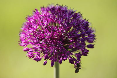 Close-up of purple flowering plant against blurred background