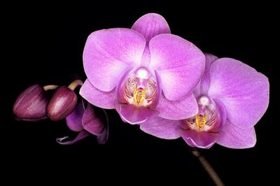 Close-up of pink orchids against black background