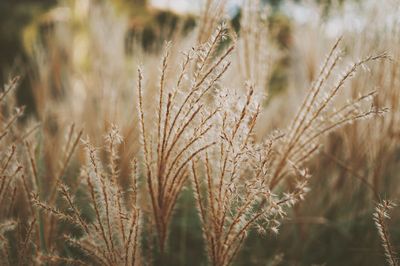 Close-up of wheat plants on field