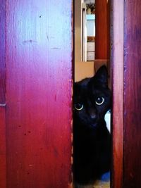 Portrait of black cat peeking through door