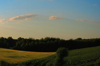 Trees on field against sky