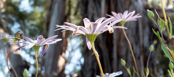 Close-up of flowering plant