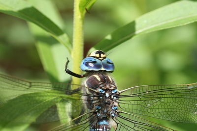 Macro shot of dragonfly on plant