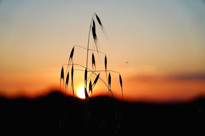 Close-up of silhouette plant on field against sky during sunset