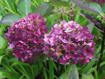 Close-up of pink flowers blooming outdoors