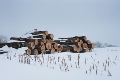 Stack of logs on snow covered landscape