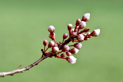 Close-up of flower buds on branch