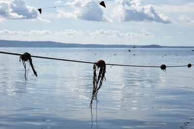 View of birds on sea against sky