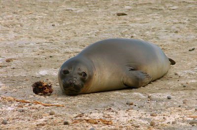 High angle view of animal on beach