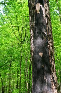 Close-up of tree trunk amidst plants in forest