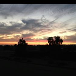 Silhouette of trees at sunset