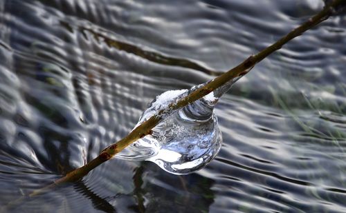 Close-up of water drop on lake