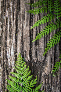 Full frame shot of pine tree