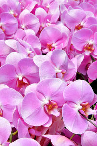 Close-up of pink orchids