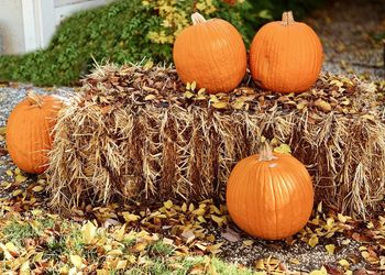 View of pumpkins on autumn leaves